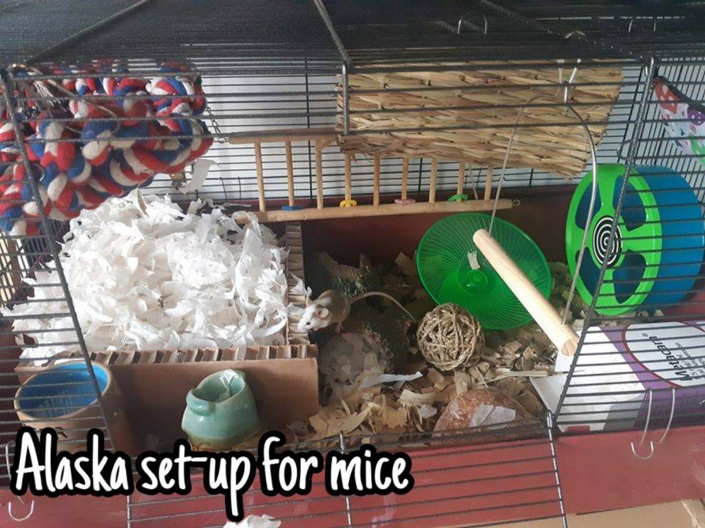 cool mouse cage ideas